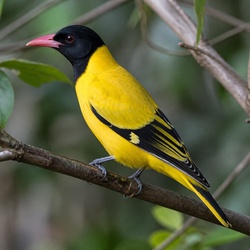 Black-hooded Oriole Identification Guide