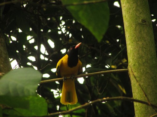 Black-hooded Oriole