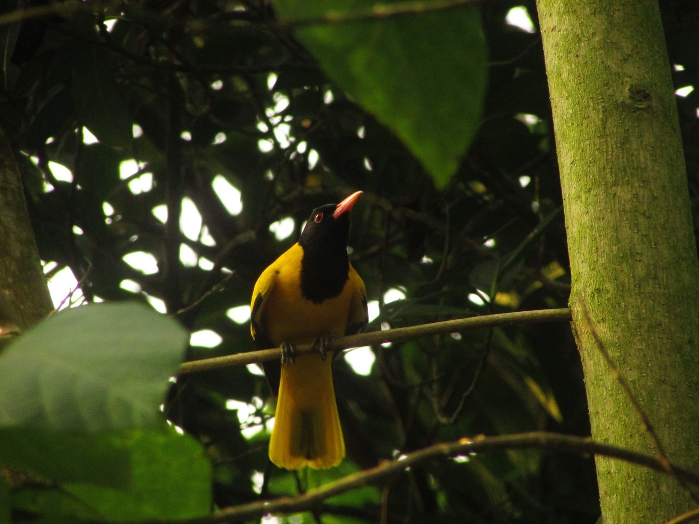 Black-hooded Oriole (Oriolus xanthornus)