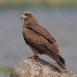 Black Kite Identification Guide