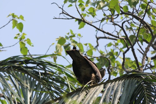 Black Kite