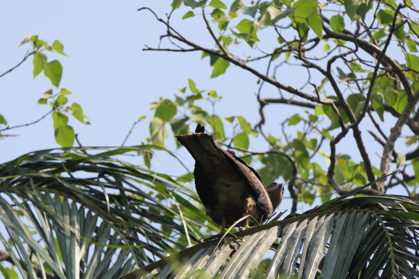 Black Kite (Milvus migrans)