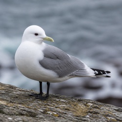 Black-legged Kittiwake Identification Guide