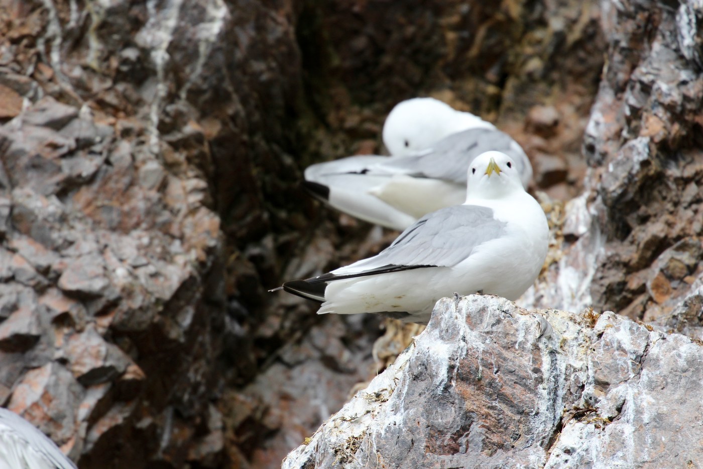 Black-legged Kittiwake (Rissa tridactyla)