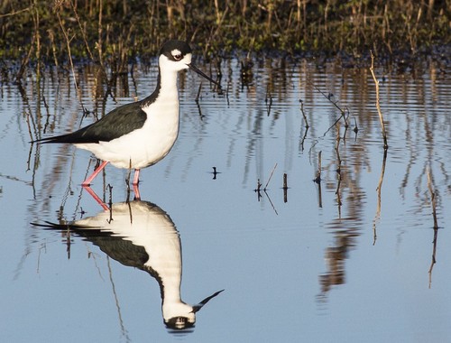 Black-necked Stilt