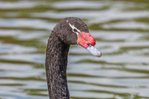 Black-necked Swan