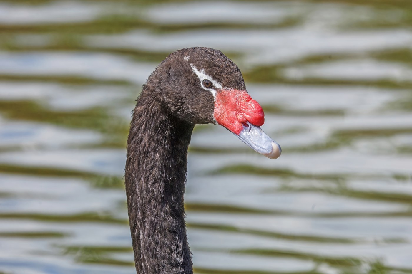 Black-necked Swan (Cygnus melancoryphus)