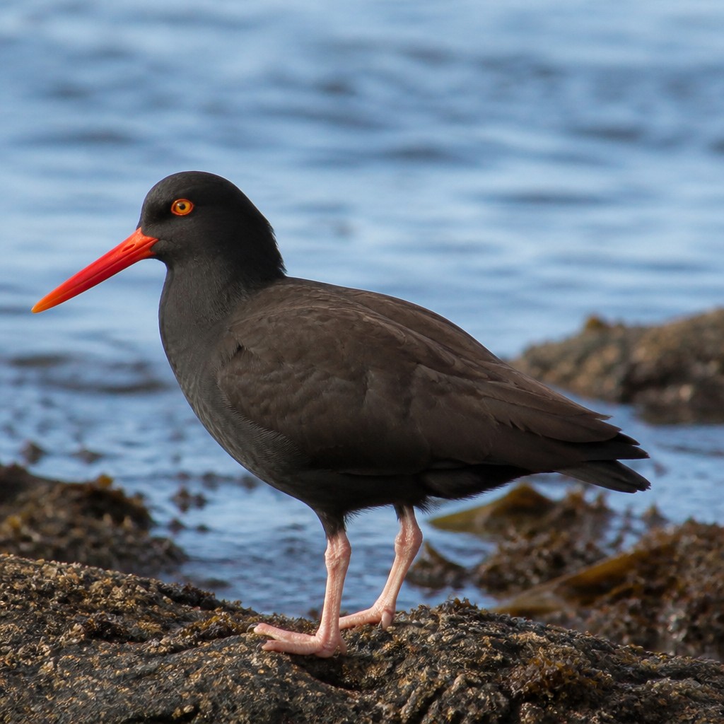 Black Oystercatcher (Haematopus bachmani)