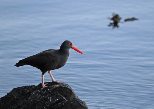 Black Oystercatcher