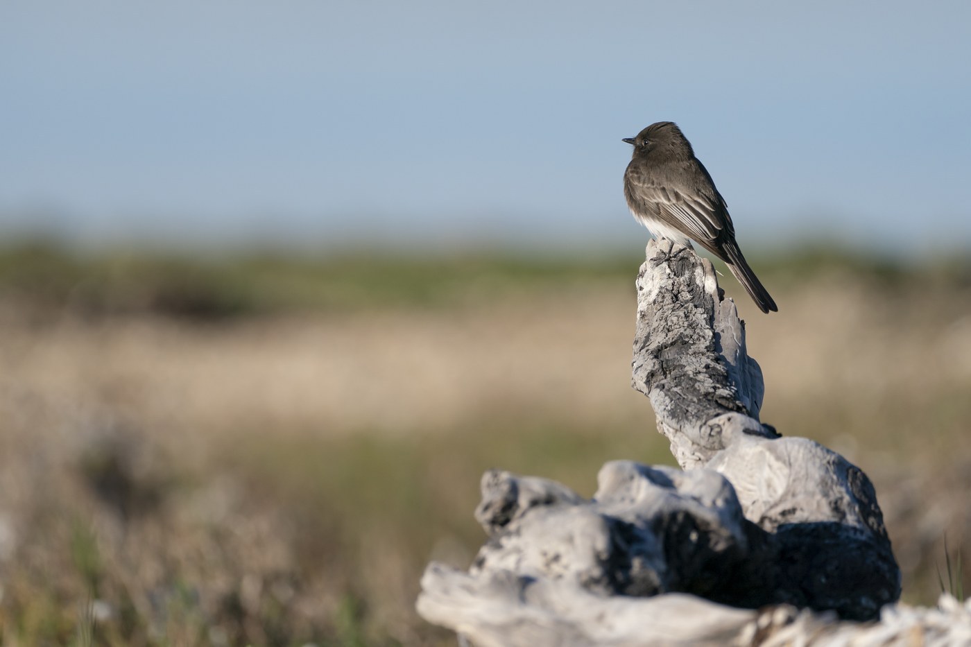 Black Phoebe (Sayornis nigricans)