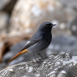 Black Redstart Identification Guide