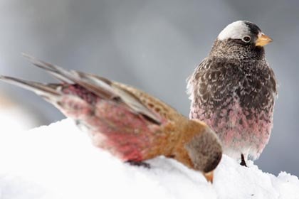 Black Rosy-Finch