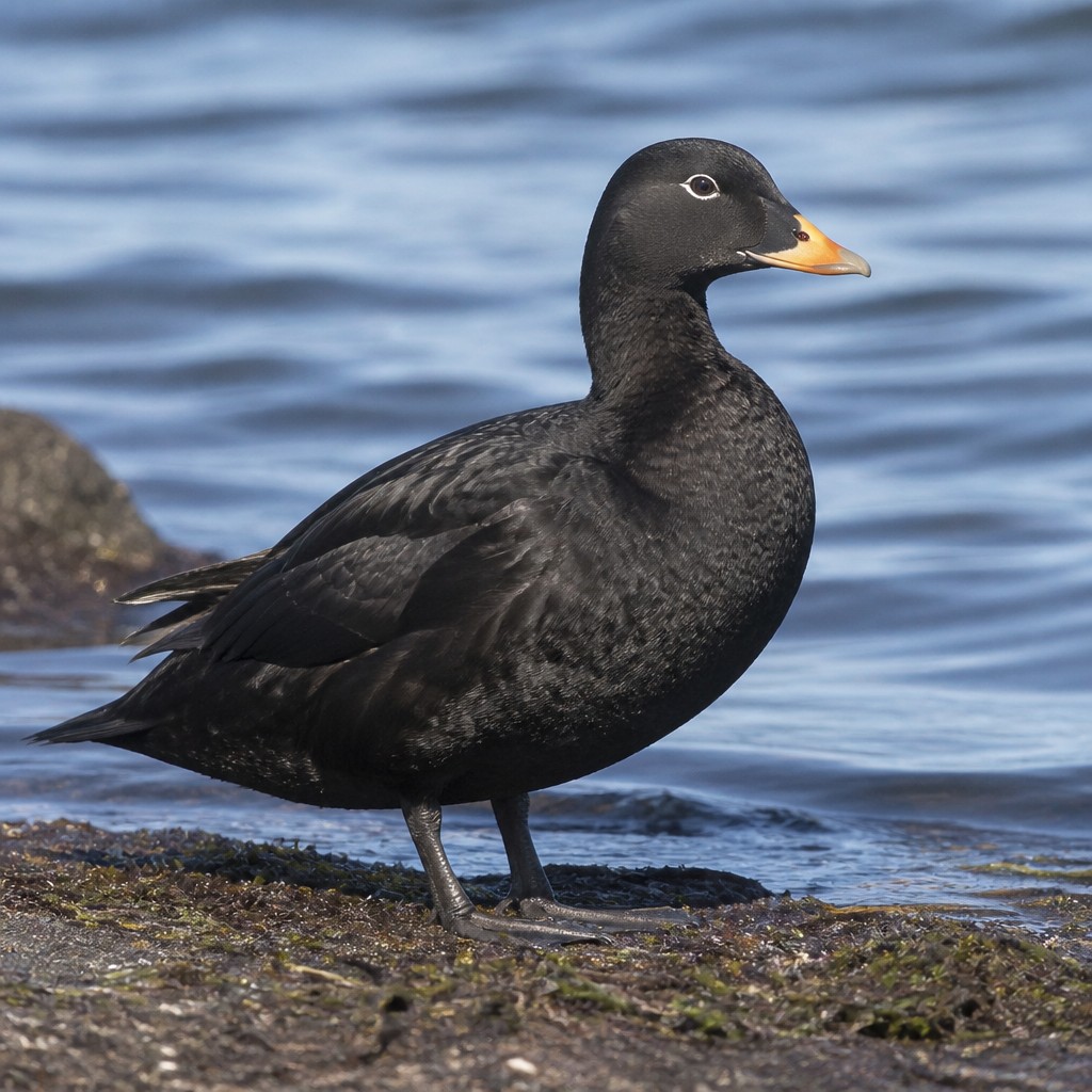 Black Scoter