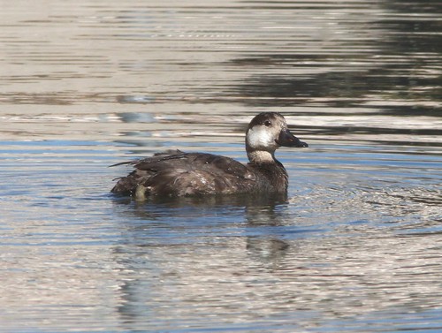 Black Scoter