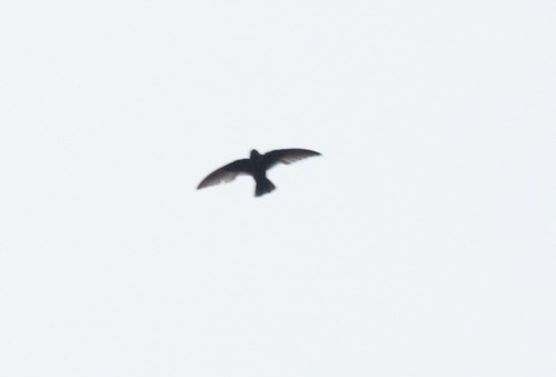 Black Swift