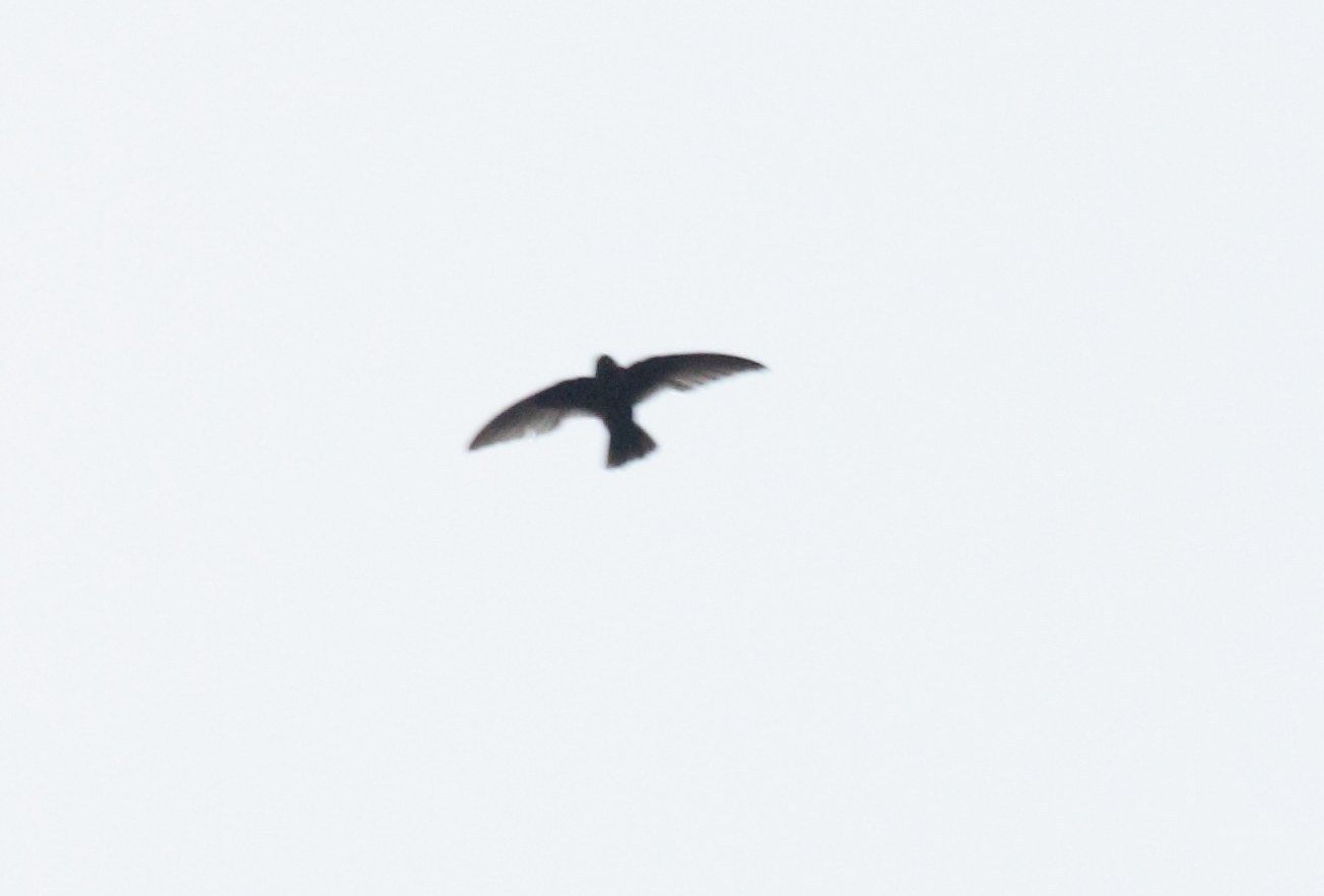 Black Swift (Cypseloides niger)