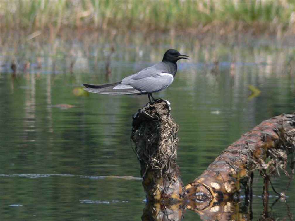Black Tern (Chlidonias niger)