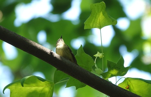 Black-throated Blue Warbler