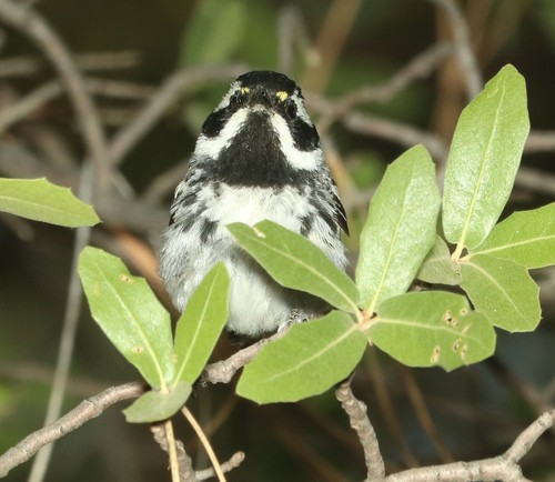 Black-throated Gray Warbler