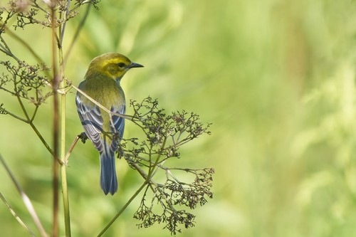 Black-throated Green Warbler