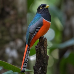 Black-throated Trogon Identification Guide