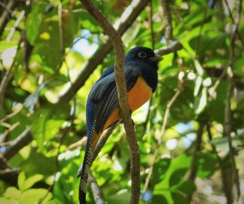 Black-throated Trogon