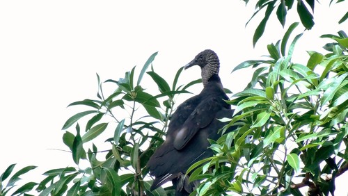 Black Vulture