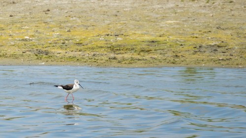 Black-winged Stilt