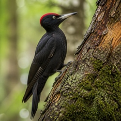 Black Woodpecker Identification Guide