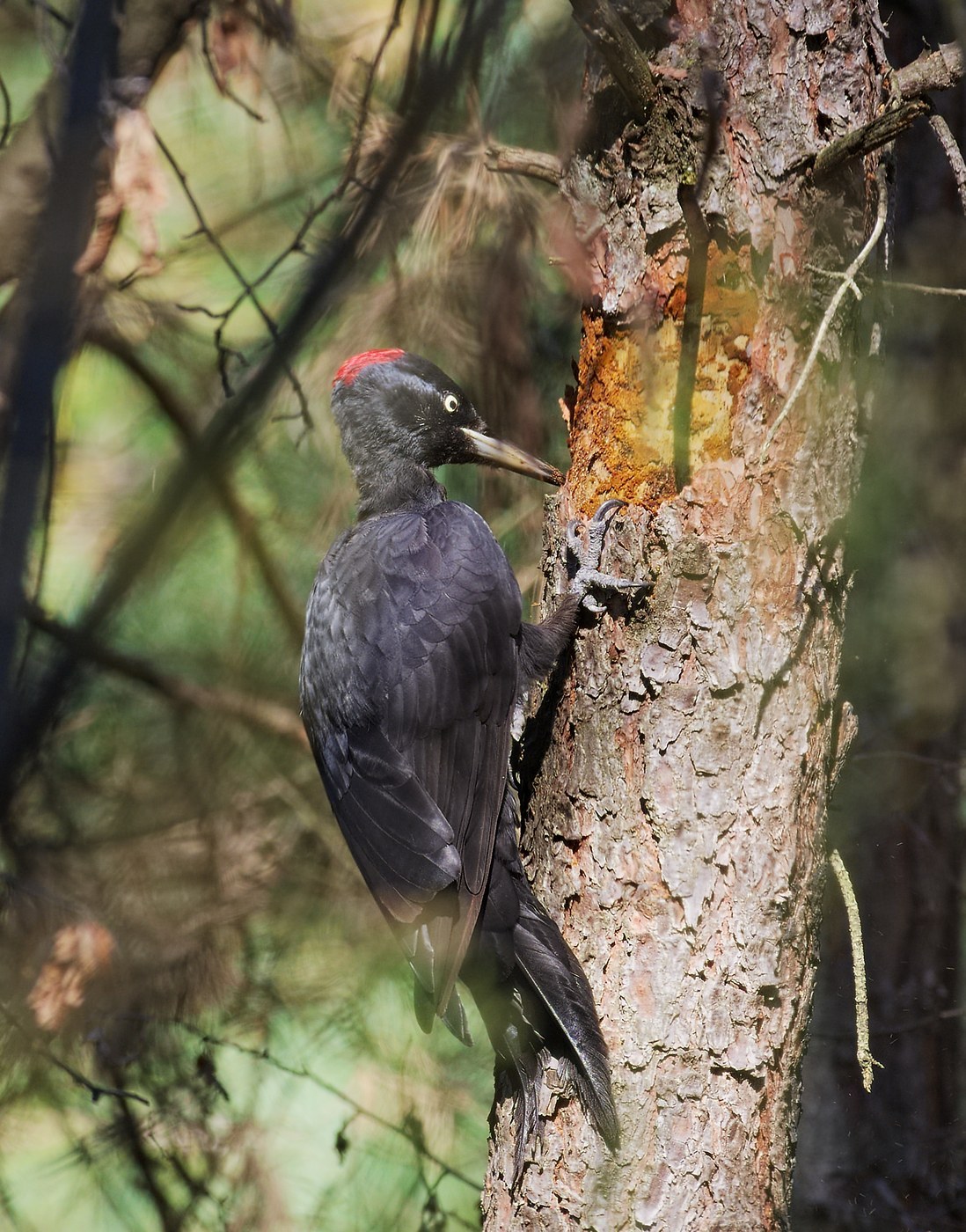 Black Woodpecker (Dryocopus martius)