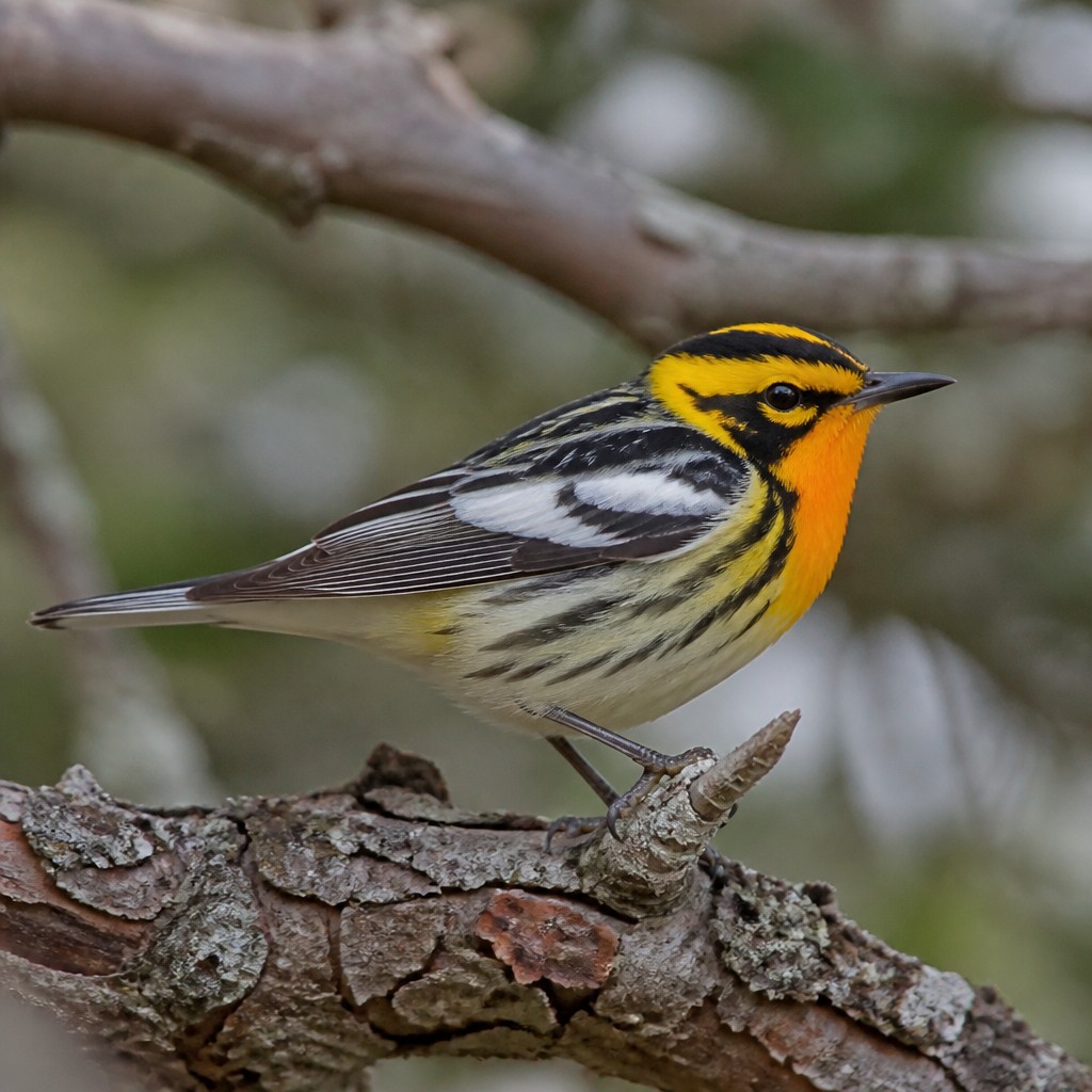 Blackburnian Warbler (Setophaga fusca)