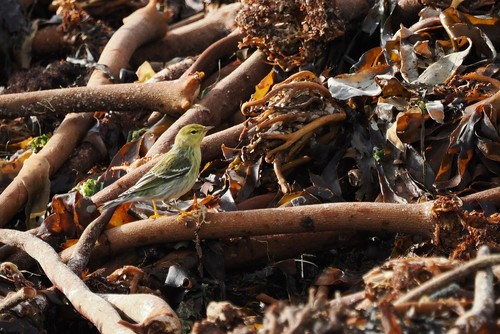 Blackpoll Warbler