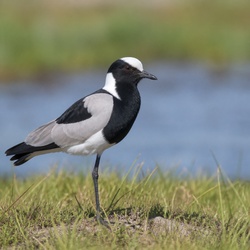 Blacksmith Lapwing Identification Guide