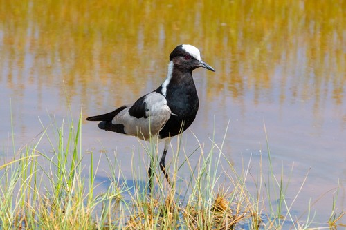 Blacksmith Lapwing