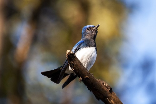 Blue-and-white Flycatcher