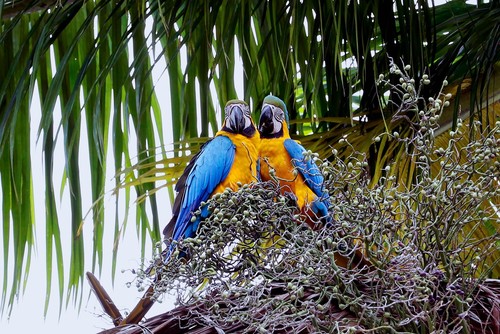 Blue-and-yellow Macaw