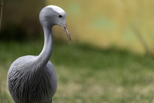 Blue Crane