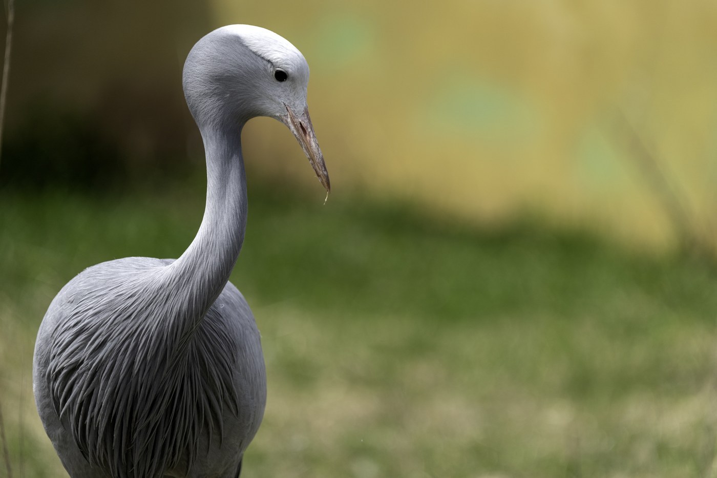 Blue Crane (Grus paradisea)