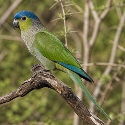 Blue-crowned Conure Identification Guide