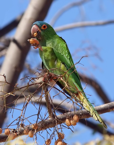 Blue-crowned Conure