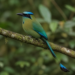 Blue-crowned Motmot Identification Guide