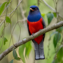 Blue-crowned Trogon Identification Guide
