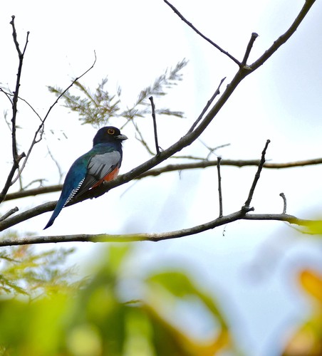 Blue-crowned Trogon