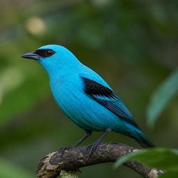 Blue Dacnis Identification Guide