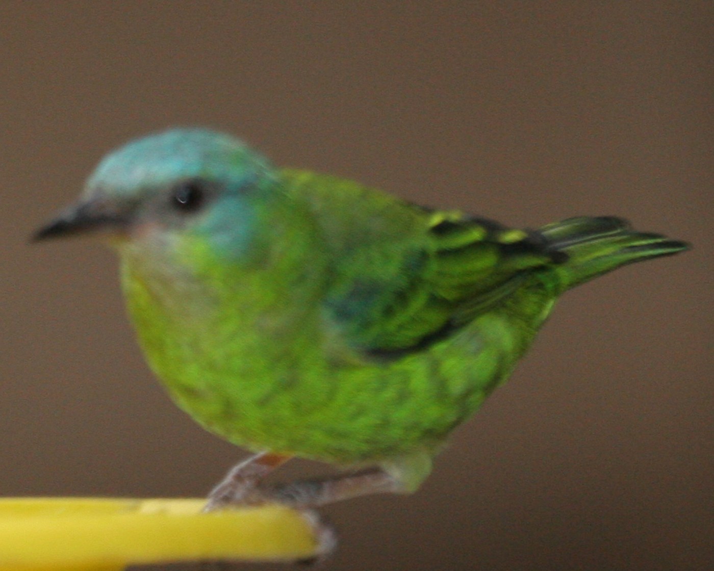 Blue Dacnis (Dacnis cayana)