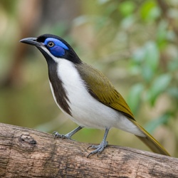 Blue-faced Honeyeater Identification Guide