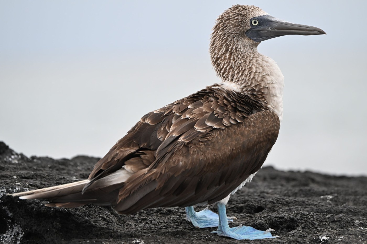 Blue-footed Booby Identification Guide