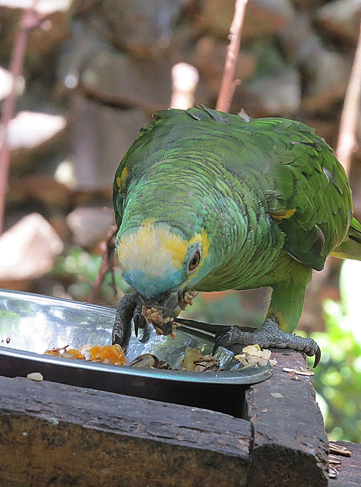 Blue-fronted Amazon (Amazona aestiva)