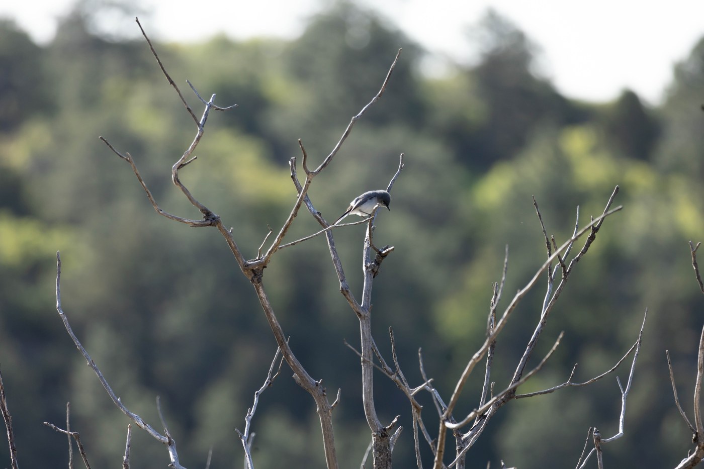 Blue-gray Gnatcatcher (Polioptila caerulea)
