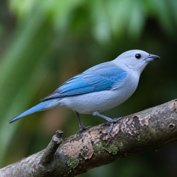 Blue-gray Tanager Identification Guide